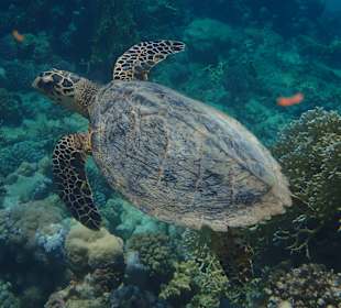 Schnorcheln Marsa Alam