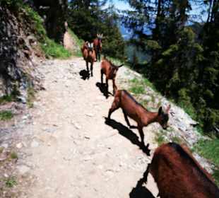 Wandern Haus im Ennstal