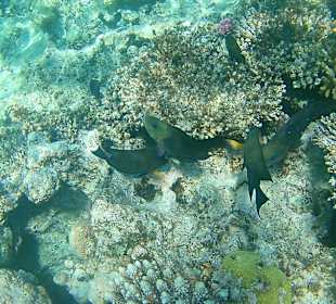 Schnorcheln Hurghada