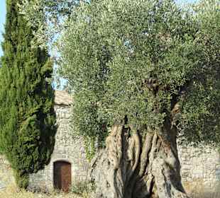 Klostergelände Moni Thari