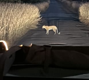 Pilanesberg Nationalpark