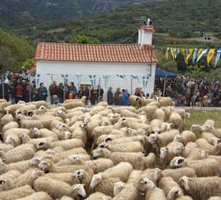 Die Schafe vor der Weihe