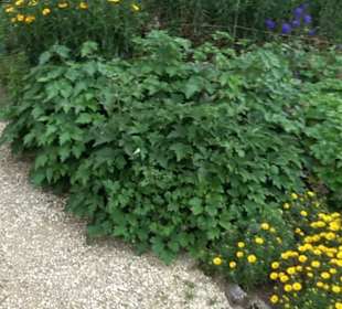 ALB-GOLD Naturgarten