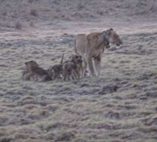 Löwin mit Babys