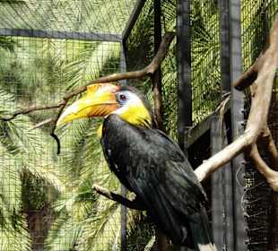 Vogel aus dem Palmitos Park