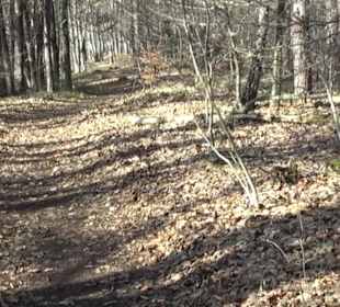 Hirschauer Spitzbergwegle (Premiumspazierwanderweg