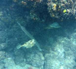 Unter Wasser am Hausriff