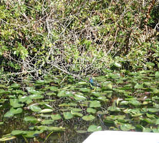 Everglades Safari Park