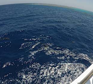 Schnorcheln Marsa Alam