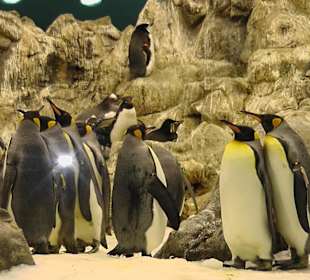 Versammlung der Königspinguine