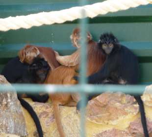 Gibbon's