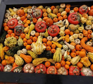 Raffeiner Orchideenwelt