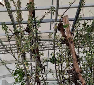 Im Rosenhaus drinnen