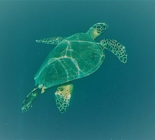Grüne Meeresschilkröte