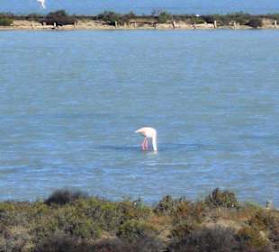Parco Naturale Molentargius Saline