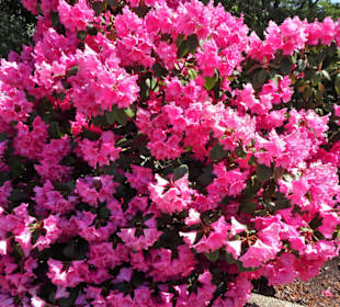 Eindrücke vom Spaziergang durch den Stadtpark