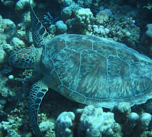 Schnorcheln Marsa Alam