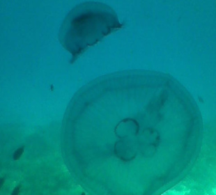 Sicht auf eine Qualle