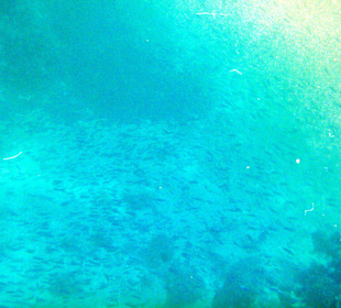 Eine Ansammlung am Hausriff