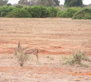 Impala-Antilope