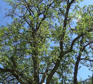 Eduard Lucas Musterobstgarten Mähringen