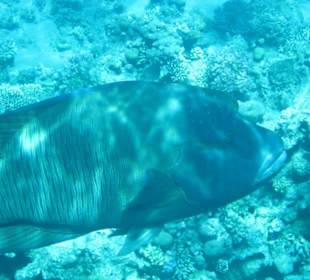 Napoleon am Hausriff Hotel Melia Sinai