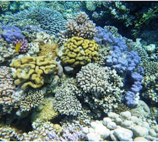 Schnorcheln und schwimmen mit Delphinen Hurghada