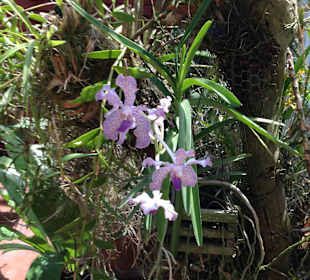 Orchideenhaus im Botanischen Garten