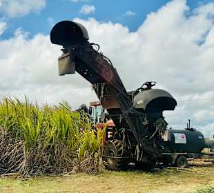 Zuckerrohrernte