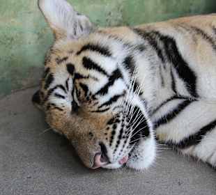 Tygrys Tiger Kingdom