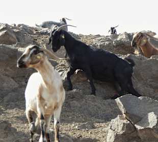 Ziegenfarm altes La Pared