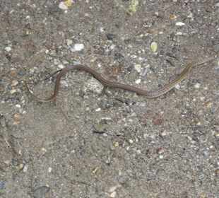 Ringelnatter kreuzt den Weg