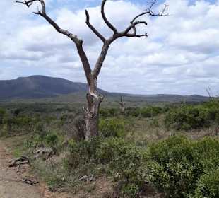 "Baumskelett" im Hluhluwe Park