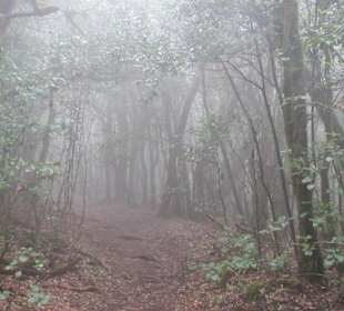 Nebelurwald in Nationalpark Garajonay