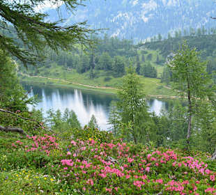 Alpenrosen vor dem Großsee Tauplitz