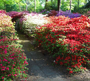 Hauptblüte im Rhododendronpark Bremen