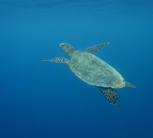 Schildkröte