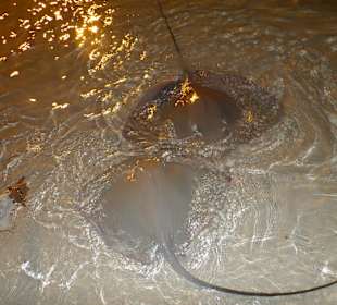 Stachelrochenfütterung auf Sun Island!