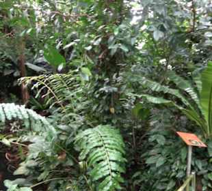 Tropicarium