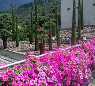 Tolle Blumenvielfalt