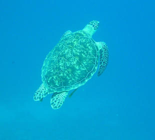 Turtle 
