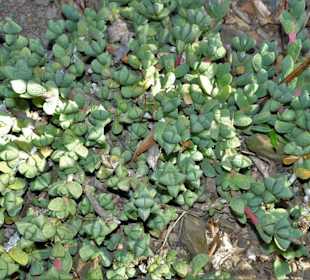 In der Sukkulenten-Abteilung des Gartens