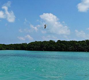 Pelikan kreist über den Mangroven