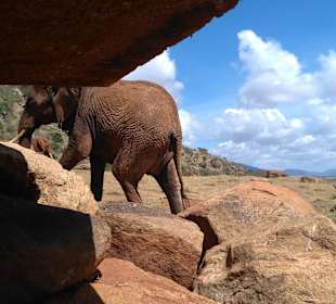 Den Elefanten ganz nah am Wasserloch im Tunnel