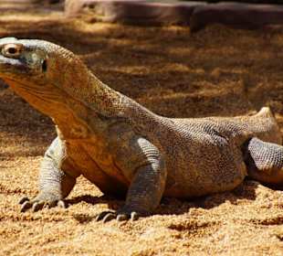 Schöner Zoo in Fuengirola