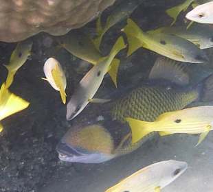 Schnorcheln am Hausriff