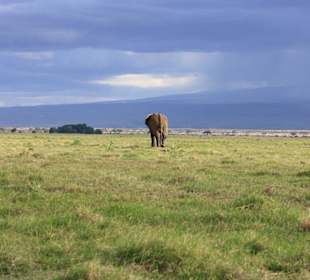 Elefant