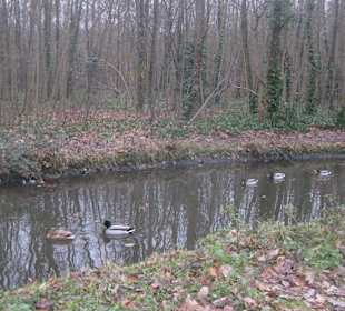 Passeggiando lungo il bosco