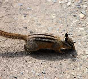 Chipmunk
