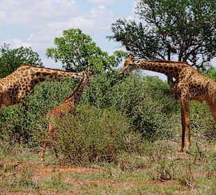 Tsavo East Park